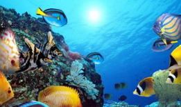 海洋视频,揭秘深海神秘世界